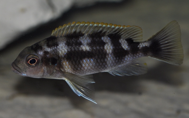 Petrotilapia sp. 'chitimba' Chitimba Bay